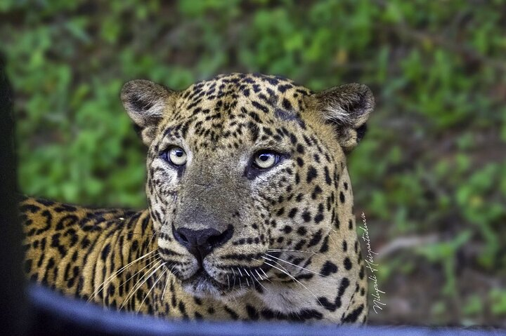 Yala safari Private Day Tours in Yala National Park - Photo 1 of 16